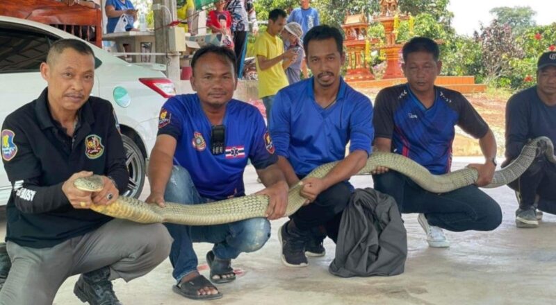 1712834385 Taylandda arac kaputundan 16 kiloluk kral kobra cikti