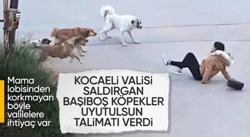 1714740163 Kocaeli Valiligi sokak hayvanlari icin belediyelere yazi gonderdi