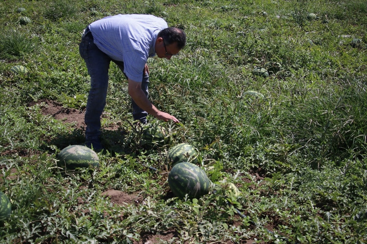 1715118129 117 Adanada ham karpuzun tarladan cikisini engelemek icin tim kurdular